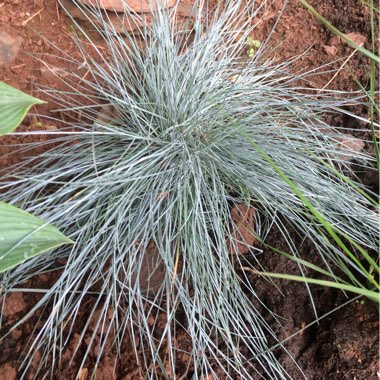 Blue Fescue