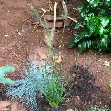 Pennisetum 'Hameln'