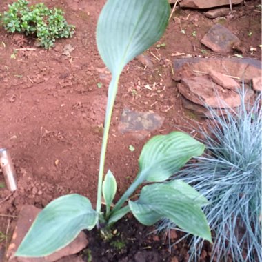 Plantain Lily 'Krossa Regal'