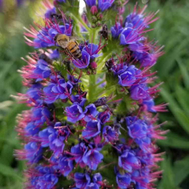 Plant image Echium