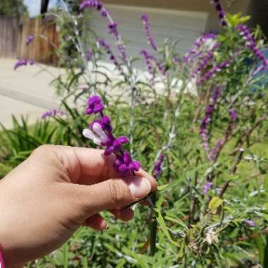 Mexican Bush Sage