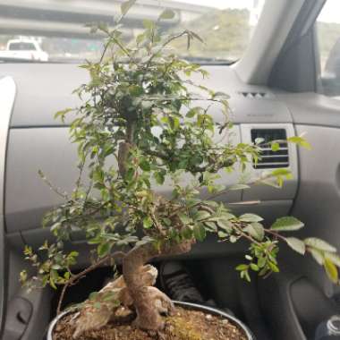 Chinese Elm (Bonsai)