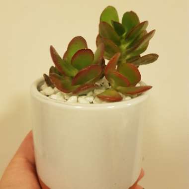 Crassula