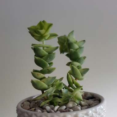 Variegated String Of Buttons