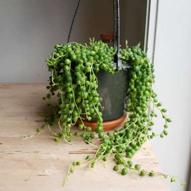 String of Pearls