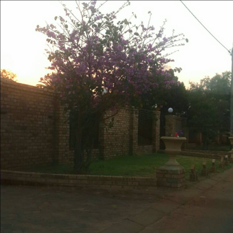 Plant image Bauhinia Purpurea (Phanera purpurea)