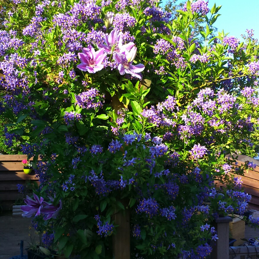 Chilean Potato Vine/Mexican Potato Vine