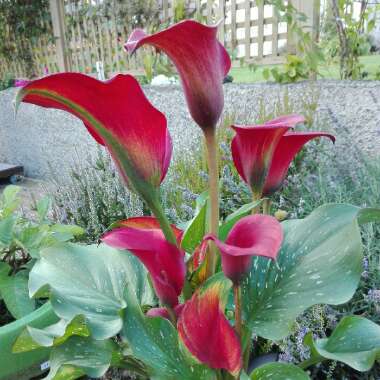 Chilean Potato Vine/Mexican Potato Vine