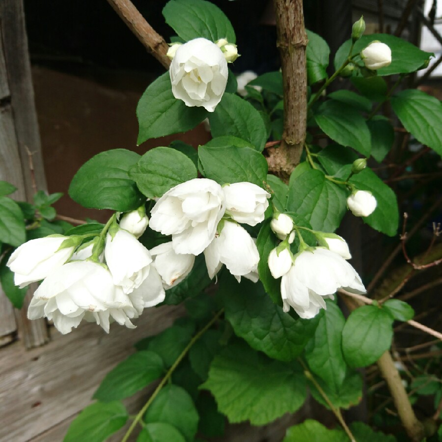 Philadelphus 'Snow Dwarf'