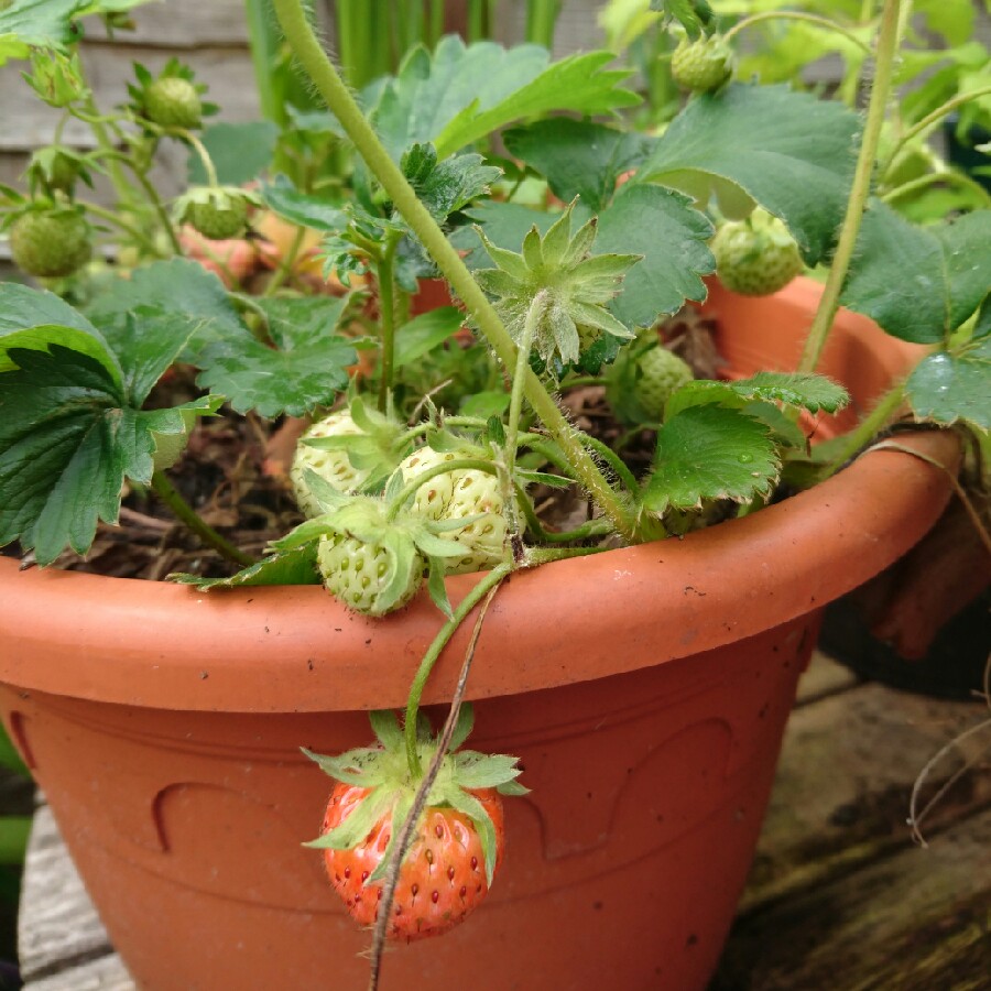 Fragaria x ananassa