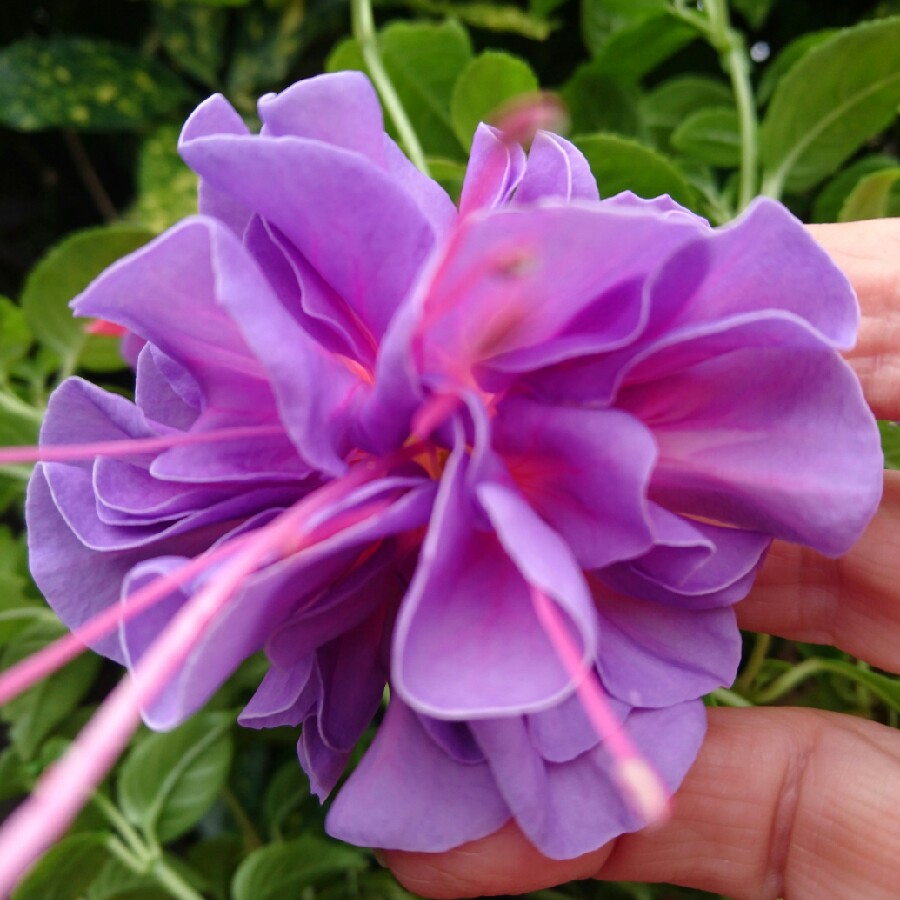 Plant image Fuchsia 'Blue Angel'