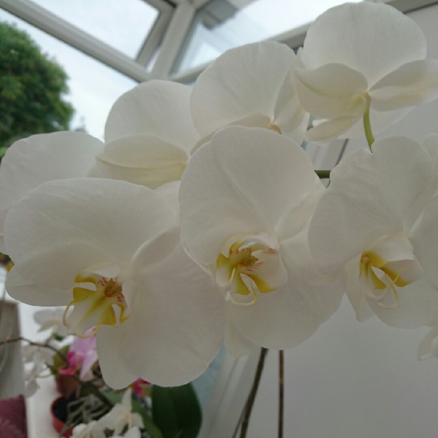 Phalaenopsis