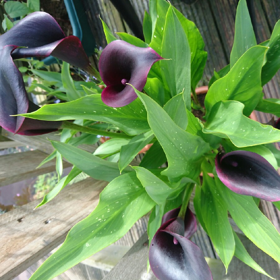 Zantedeschia 'Black Star'