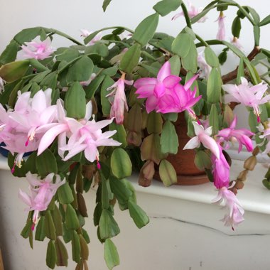 Schlumbergera truncata