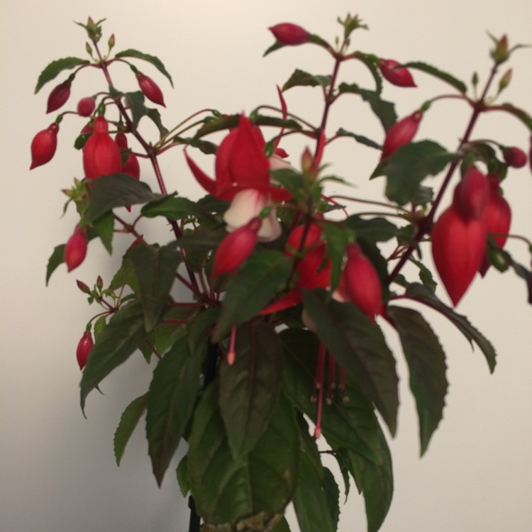 Plant image Fuchsia 'Alice Hoffman'