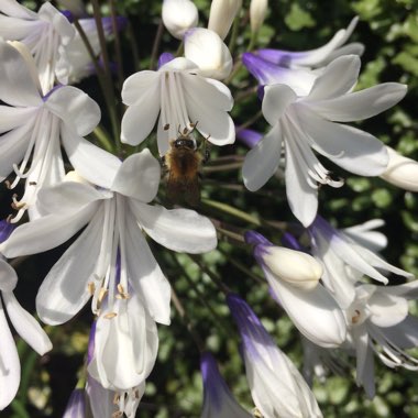 Agapanthus 'Ambic001' syn. Agapanthus 'Twister', Agapanthus 'Indigo Frost'