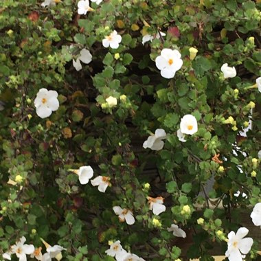 Sutera cordata 'Snowflake' syn. Bacopa cordata 'Snowflake'