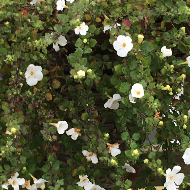 Plant image Sutera cordata 'Snowflake' syn. Bacopa cordata 'Snowflake'