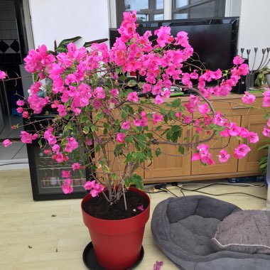 Bougainvillea