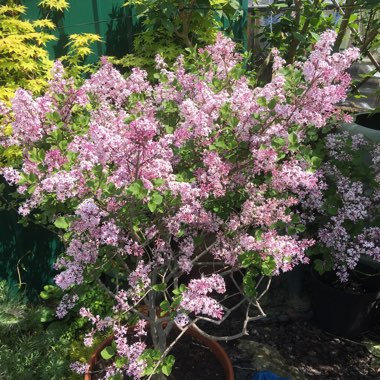 Syringa