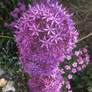 Allium