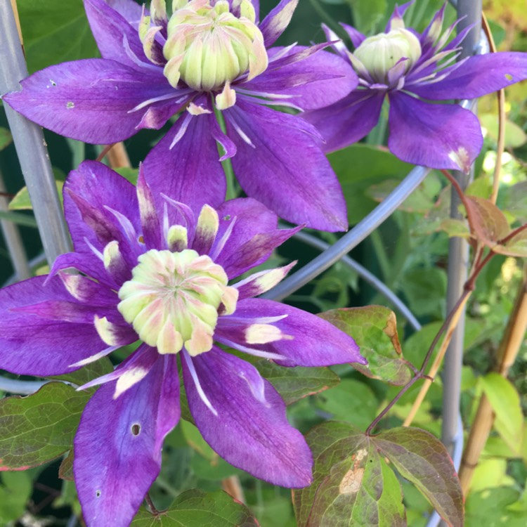 Plant image Clematis florida 'Taiga'