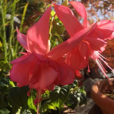 Fuchsia (Half Hardy)