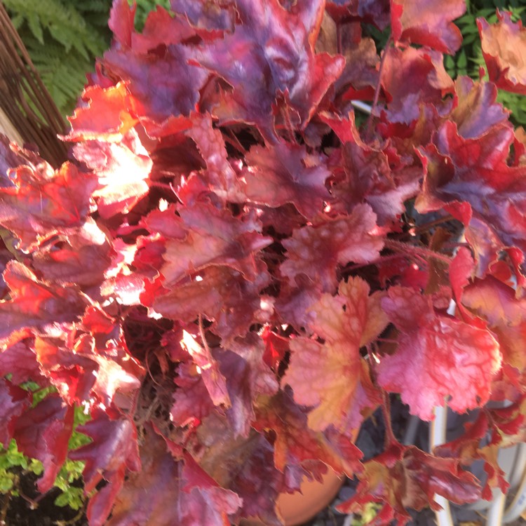 Plant image Heuchera 'Fireworks'