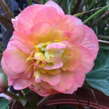 Begonia 'Nonstop Mix' (Nonstop Series)