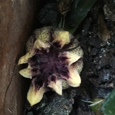 Aspidistra elatior