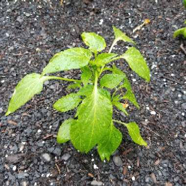 Sweet Pepper 'Lunchbox Red'