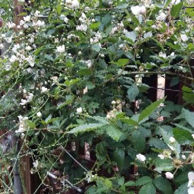 Blackberry 'Oregon Thornless'