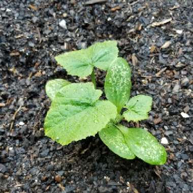 Courgette 'Black Beauty'