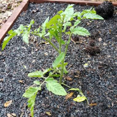 Tomato 'Early Girl 50 Day Hybrid'