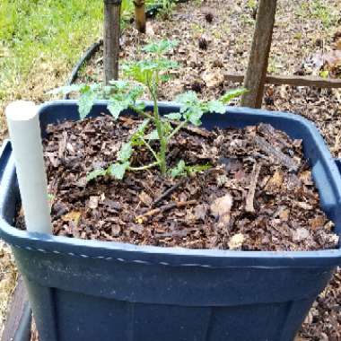 Tomato 'Little Napoli' (Plum Tomato)