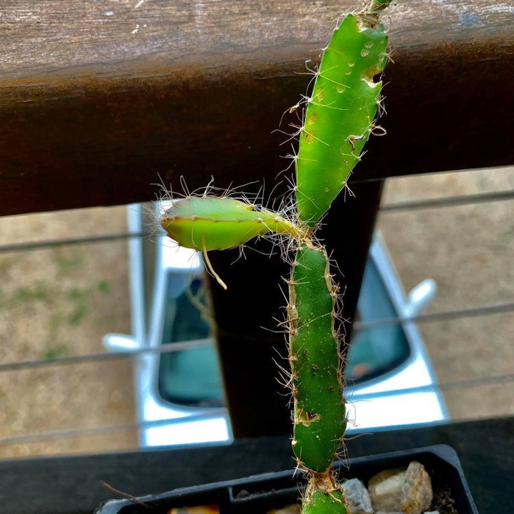 Plant image Hylocereus megalanthus