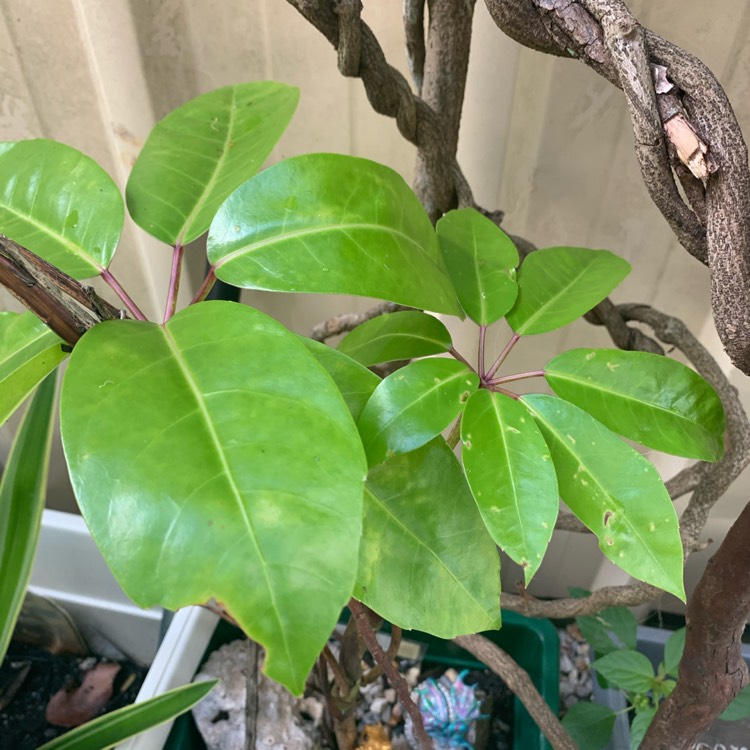 Plant image Schefflera actinophylla