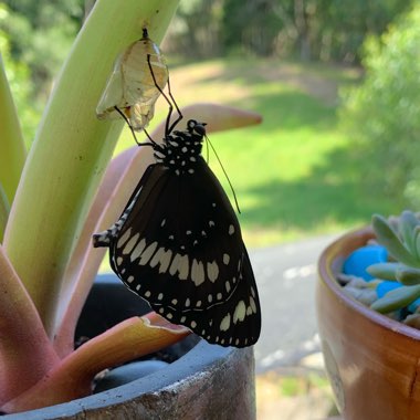 Sandy's garden