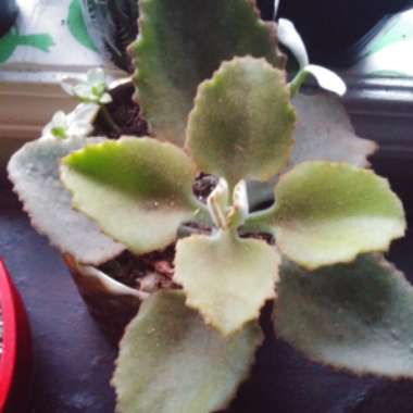 Kalanchoe Beharensis Fang