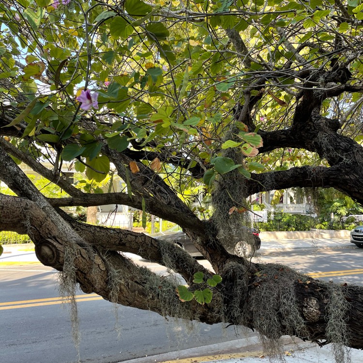 Plant image Bauhinia Purpurea (Phanera purpurea)