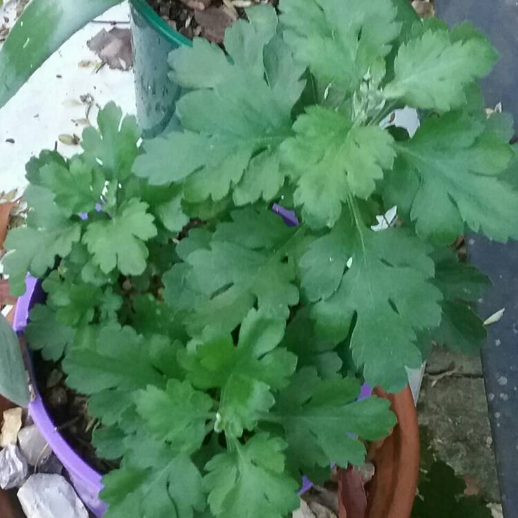 Plant image Chrysanthemum x morifolium 'Gigi Coral'