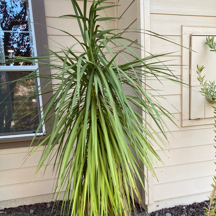 Plant image Dracaena