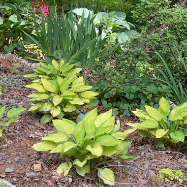 Hosta 'Gold Standard'