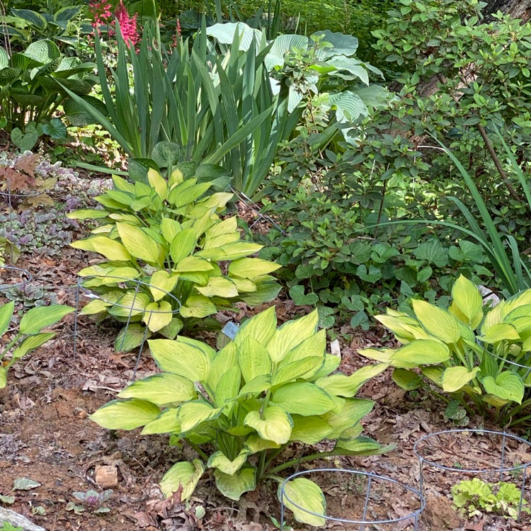 Plant image Hosta 'Gold Standard'