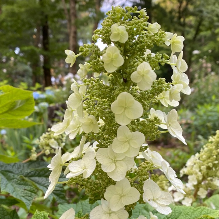 Plant image Hydrangea quercifolia 'Ruby Slippers'