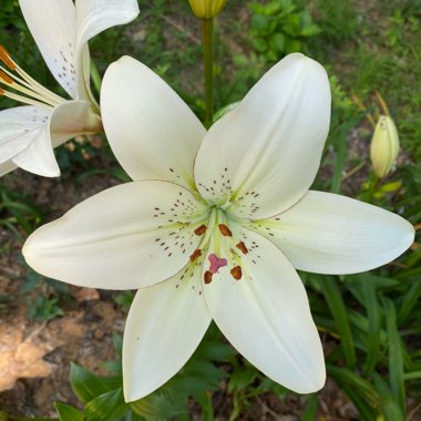 Lilium 'Eyeliner'