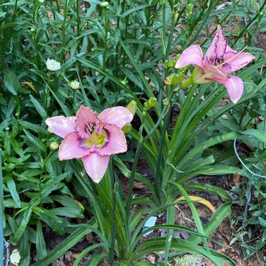 Hemerocallis 'Handwriting On The Wall'