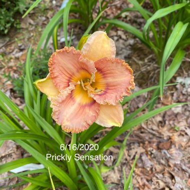 Hemerocallis 'Prickly Sensation'