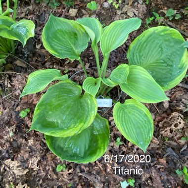 Hosta 'Titanic'