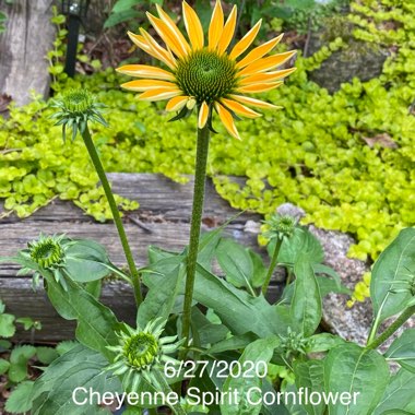 Echinacea 'Cheyenne Spirit' (Mix)